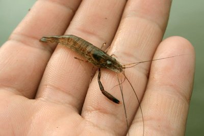 Gėlavandenės krevetės (Macrobrachium leptodactylus)/Clinton & Charles Robertson nuotr.