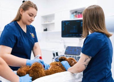 Veterinarinė apžiūra klinikoje