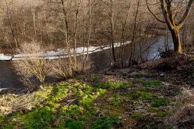 Taip atrodo Vilnelės pakrantė pašalinus uosialapius klevus