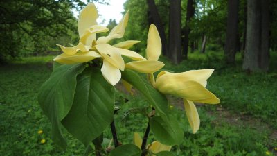 Magnolijos