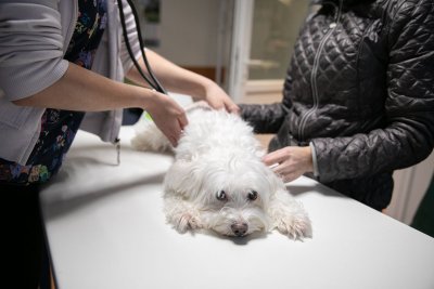 Vizitas veterinarijos klinikoje