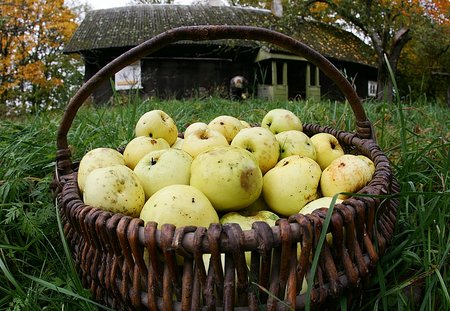 Rudens gėrybės