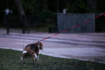 Reido metu stebėtas šuo