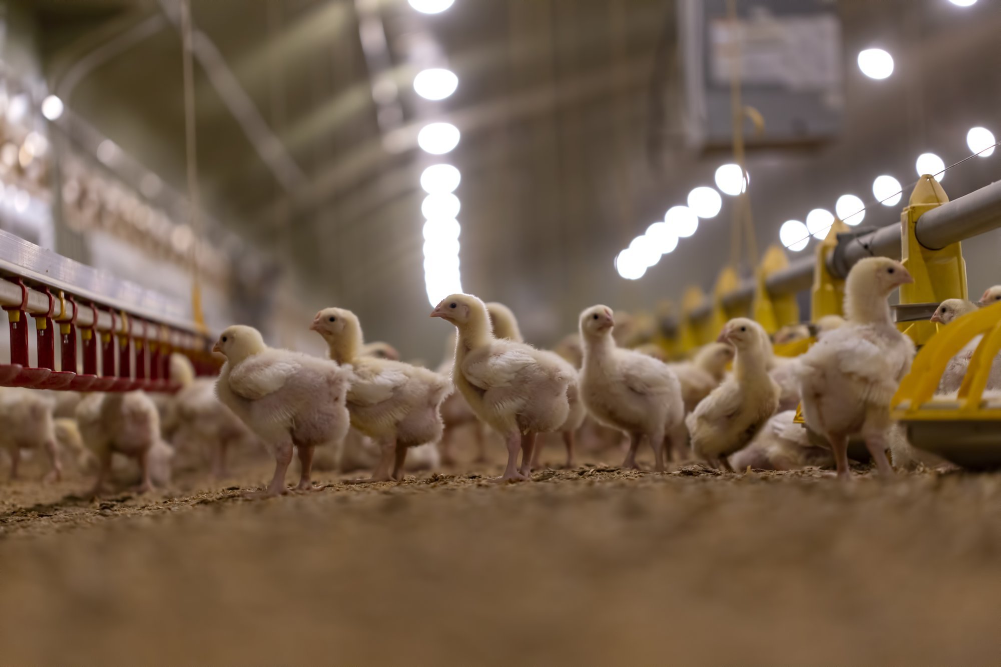 Daily Prevention Key to Antibiotic-Free Poultry in EU, Lithuanian Expert Says