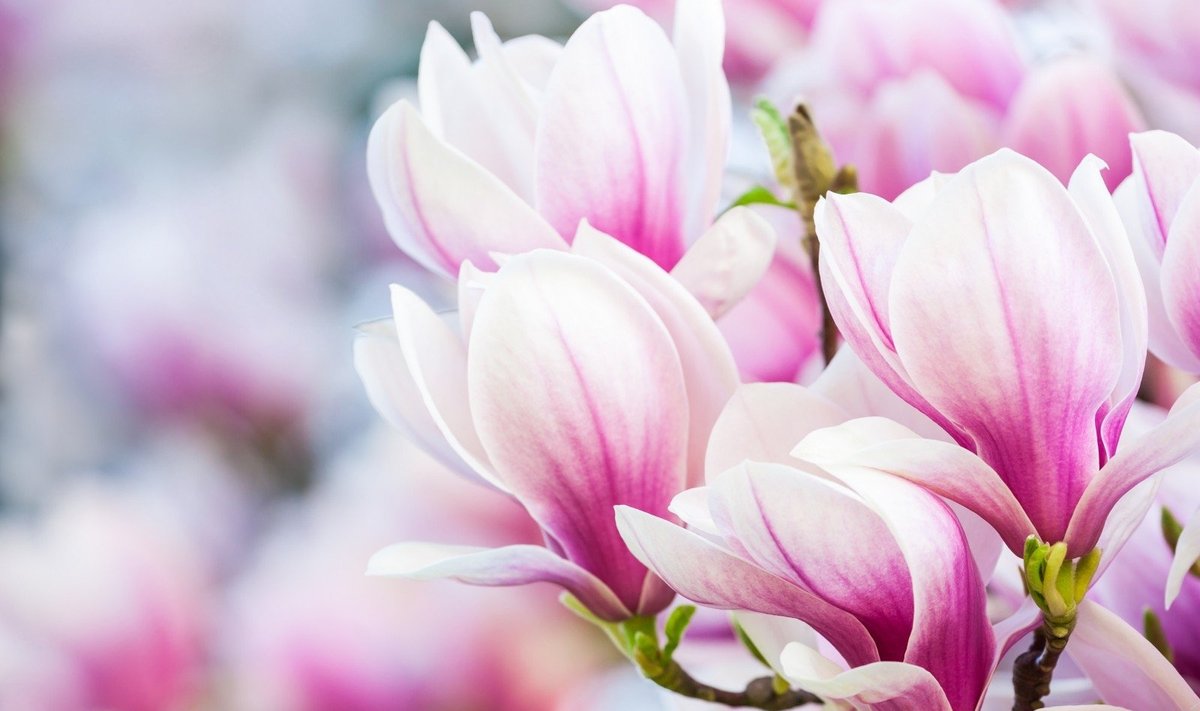 Magnolijos