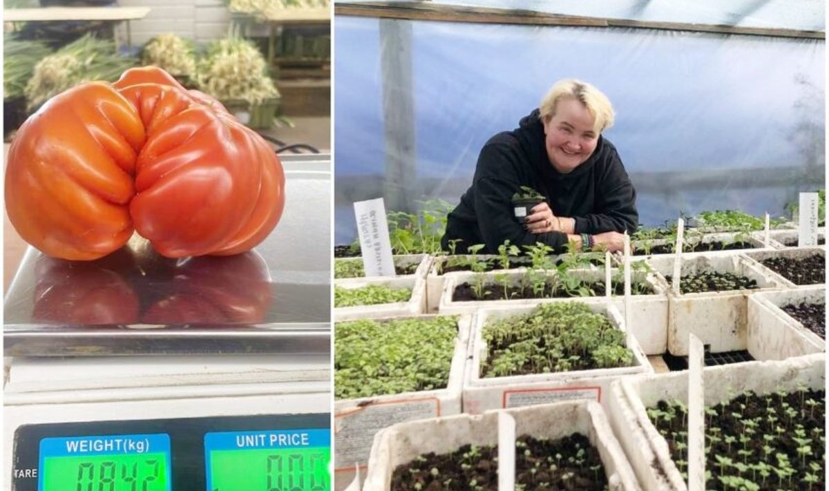 Surviliškietės ūkininkės Rositos Liubomirskienės šiltnamyje užaugo 842 gramus sveriantis pomidoras milžinas