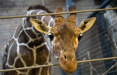 Sveikas žirafos patinėlis užmuštas Kopenhagos zoologijos sode