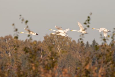 Paukščių palydos. Artūro Žuko nuotrauka