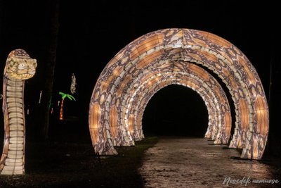 Šviesų takas „Džiunglių knyga“