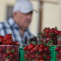 Norite pigesnių braškių? Kiek jos kainuoja perkant tiesiai pas ūkininkus