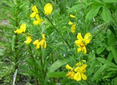 Šluotinis sausakrūmis (Sarothamnus scoparius)