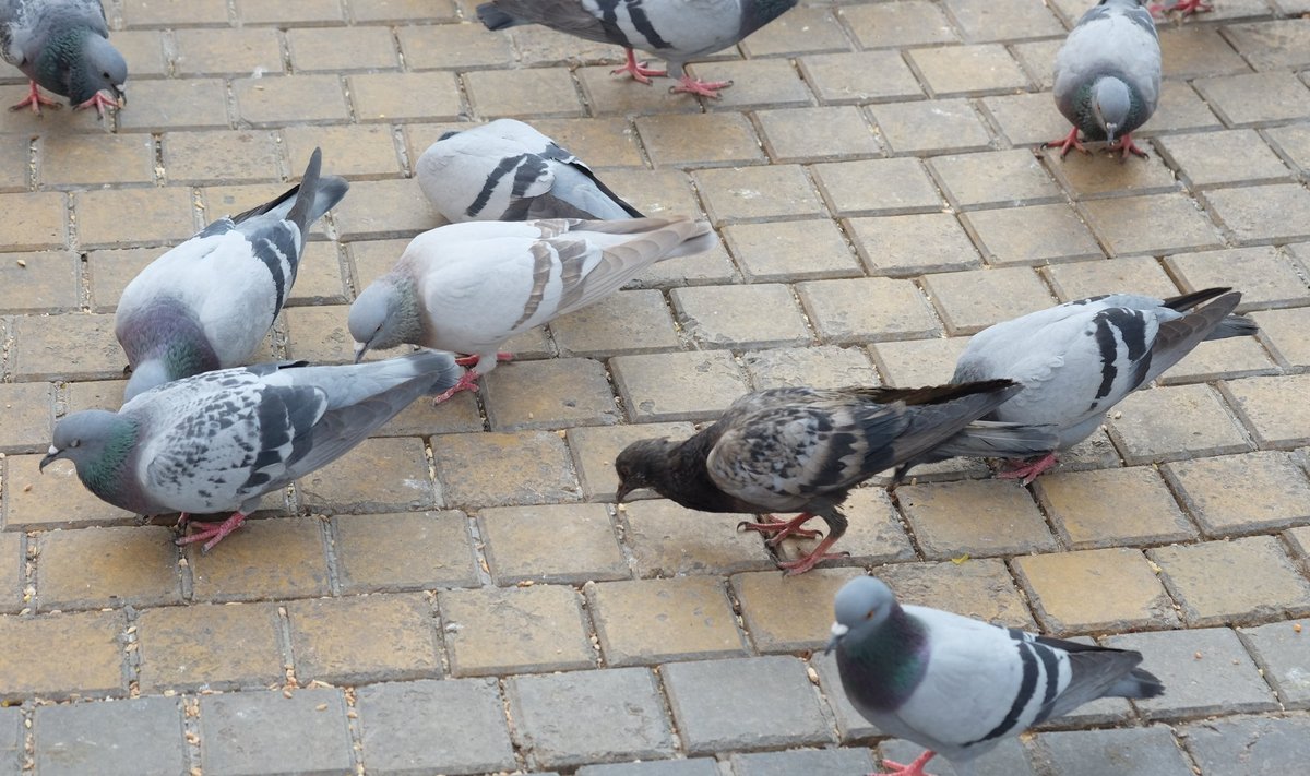 Balandžiai perneša žmogui pavojingas ligas