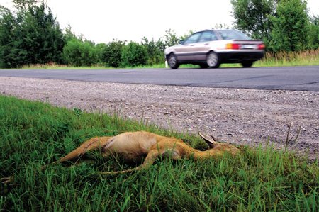 Ar ir už keliuose užmuštus žvėris vairuotojai mokės tūkstančius? / V. Ribikausko nuotr.