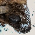 Girių milžinus įamžino žiemos fone: saugomi gyvūnai fotografui padovanojo šmaikščių kadrų
