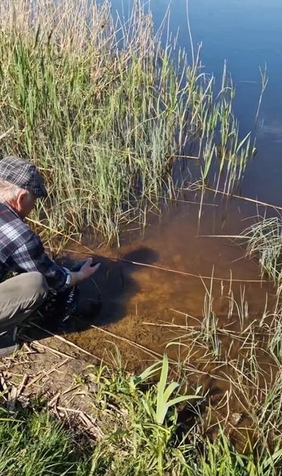 Juodakaklio naro gelbėjimas V. Jurevičienės nuotr.