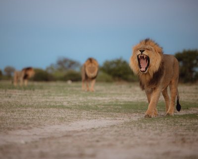 Žvėrių migracija Afrikoje