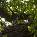 Juodųjų gandrų gyvenimas iš arti: lizde auga nauja karta