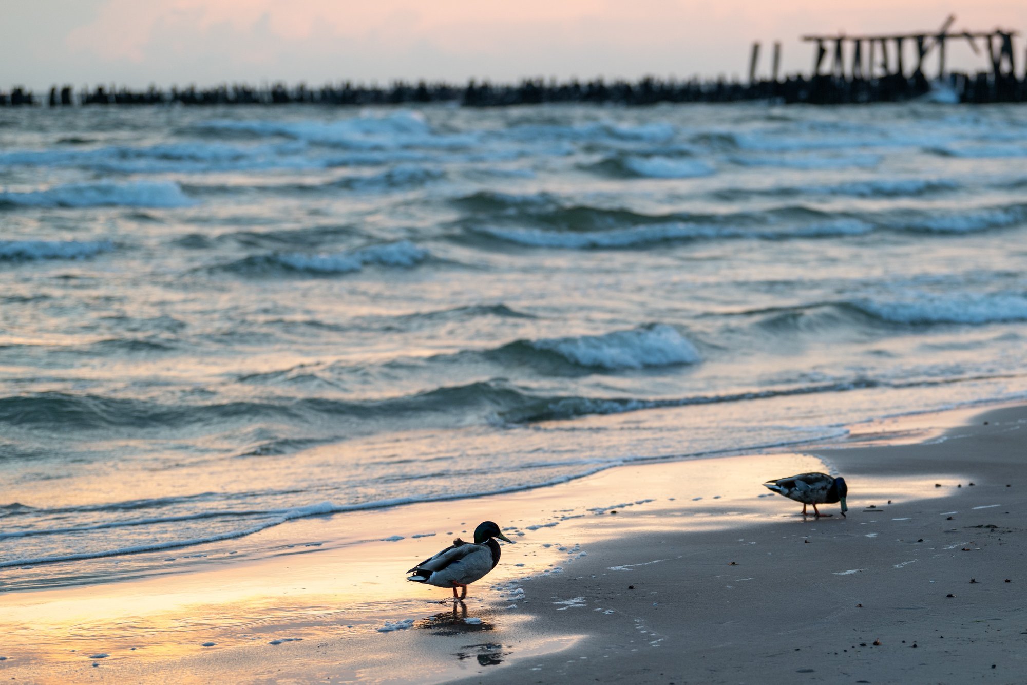 Seaside dining in Lithuania: Balancing cost and quality