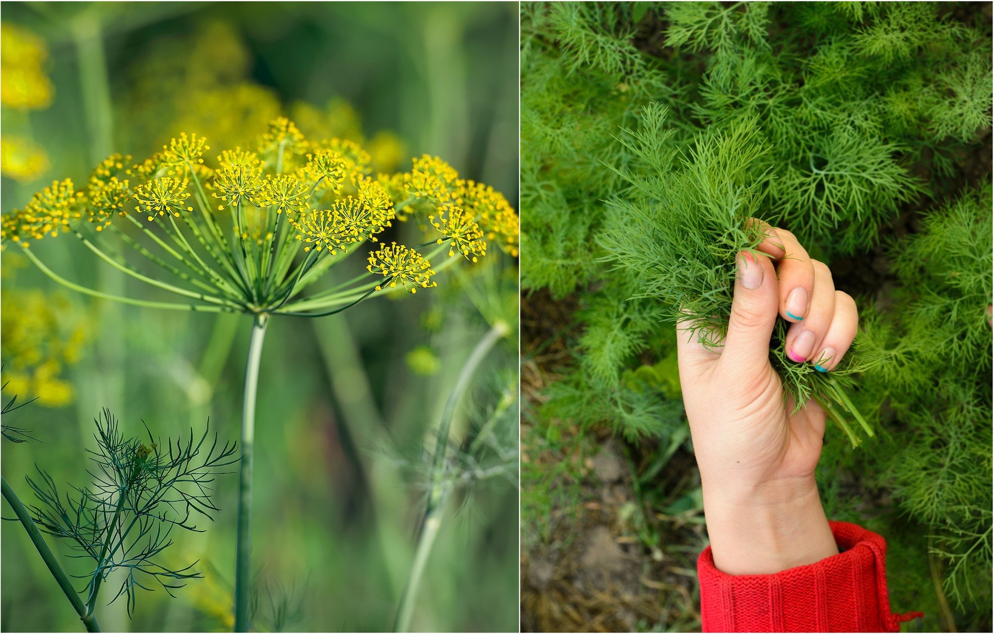 Grow Lush, Aromatic Dill: Simple Tricks to Double Your Harvest