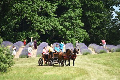 Levandos (autorius Romas Sadauskas-Kvietkevičius)