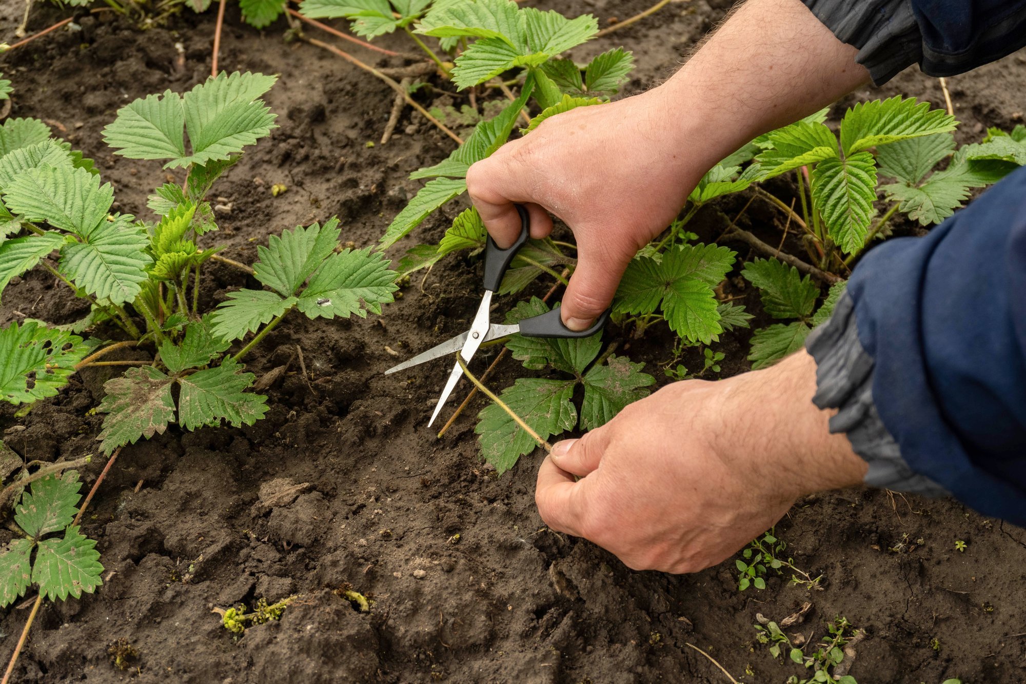 Strawberries Finished Fruiting: Perform 4 Procedures to Ensure Future Harvest and Winter Survival
