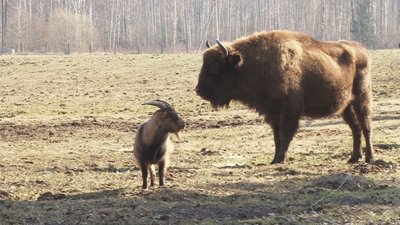 Stumbrynas Pašiliuose