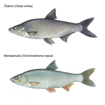 Skersasnukis ir žiobris