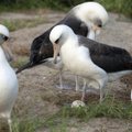 Neįtikėtina seniausio pasaulyje paukščio istorija: manoma, kad gyvena per 70 m., išaugino bent 30 palikuonių