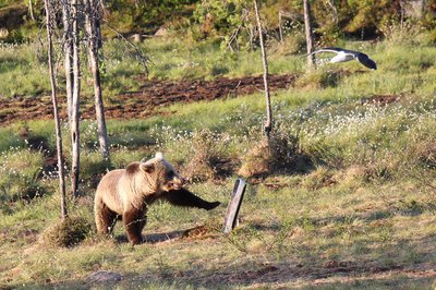 Juokingai besielgiantys lokiai