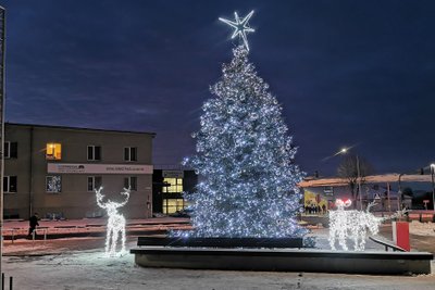 Raseinių eglė, Raseinių rajono savivaldybės nuotr.