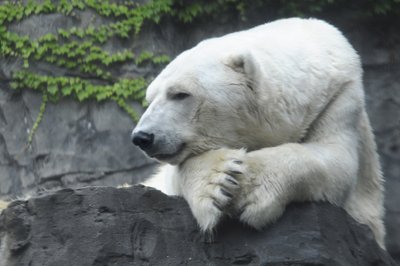 Juokingai besielgiantys lokiai