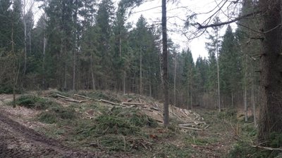 Kirtimų pažeidimai Kudrionių kraštovaizdžio draustinyje. Ričardo Skorupsko nuotrauka