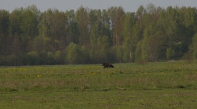 Lokys Trakų rajone