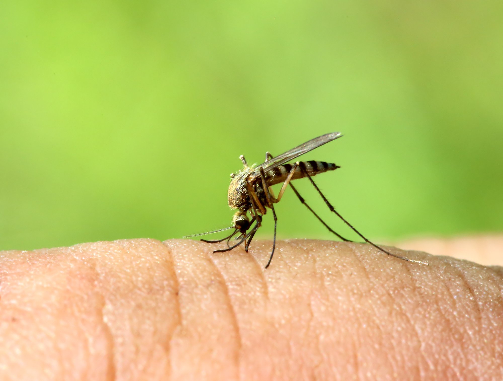 WHO warns of increased mosquito-borne diseases in Southern Europe