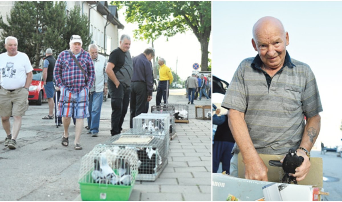 Balandžių augintojai iš visos Lietuvos ir užsienio kiekvieno mėnesio pirmą sekmadienį, ankstų rytą Kretingoje kaip nepastebimai susirenka, taip nepastebimai ir išsiskirsto.