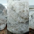 Pajūryje ties Karkle aptiko įspūdingą 400 mln. metų amžiaus radinį: paleontologas paaiškino, kas tai?