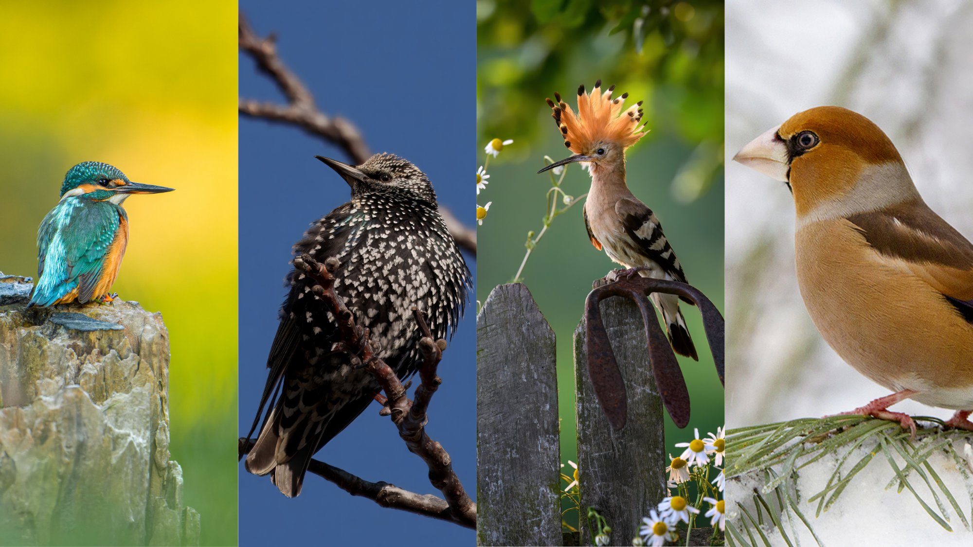 Can You Identify These 10 Lithuanian Birds?