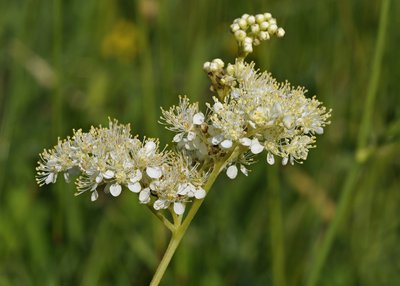 Vingiorykštė