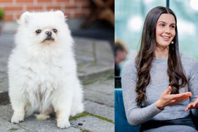 Pavasaris atneša ne tik džiaugsmą: veterinarė pataria, kaip tinkamai apsaugoti augintinį nuo parazitų ir alergijų