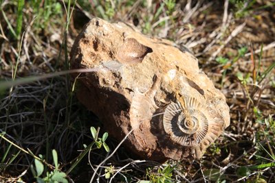 Mokytojas Virgilijus veda vienintelį Lietuvoje paleontologų būrelį