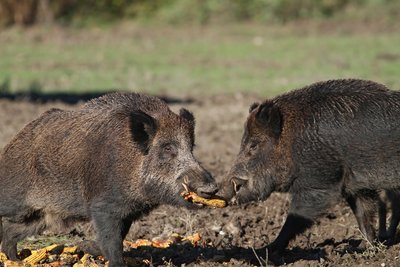 Šernai, knisantys laukus, ne juokais siutina ūkininkus