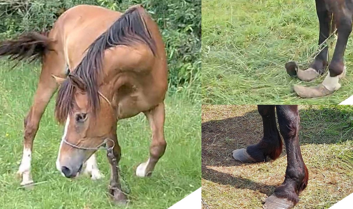 Valstybinės maisto ir veterinarijos tarnyba patikrino, kaip ūkininkas Alytaus rajone elgiasi su gyvūnais