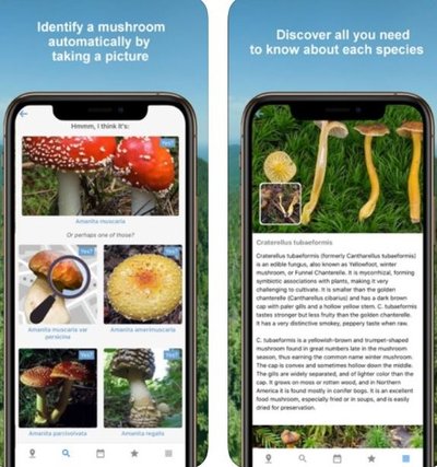 Mobiliosios aplikacijos, susijusios su grybavimu
