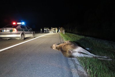 Klaipėdos r., netoli Endriejavo, medžiotojų visureigis susidūrė su briedžiu