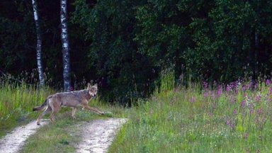 Baigėsi vilkų medžiojimo sezonas 