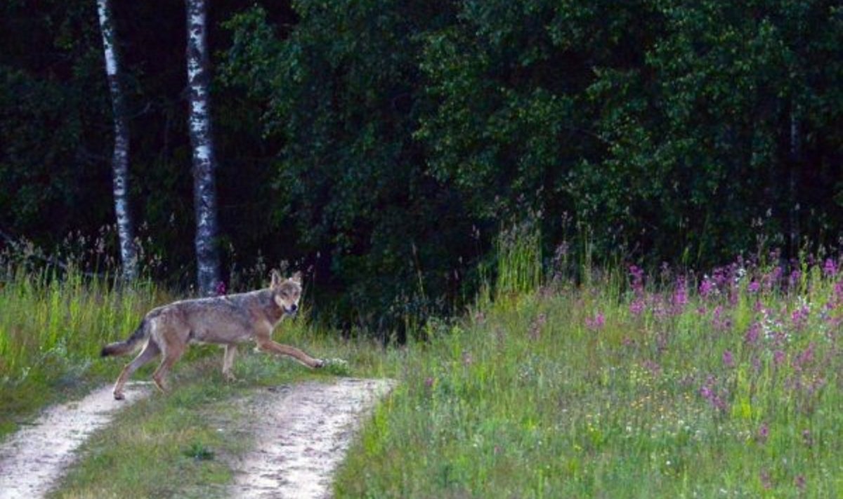 Vilkas tarp gėlių