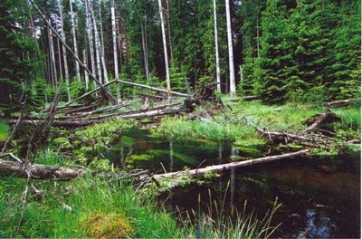 Viešvilės valstybinis gamtinis rezervatas/ Rezervato nuotr.