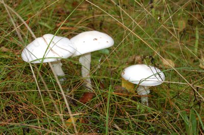 Nerinkite grybų neįsitikinę, kad jie tikrai valgomi ir nekenksmingi