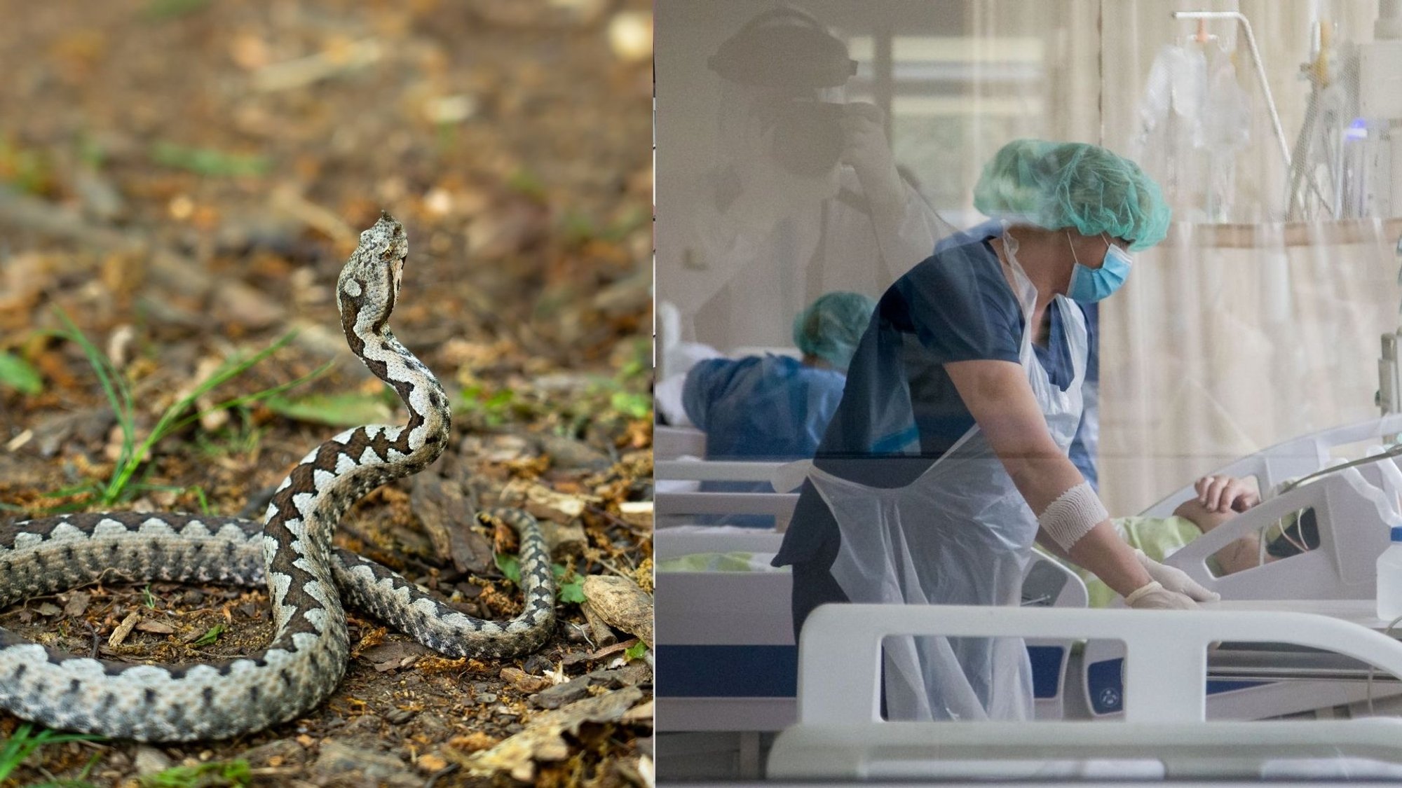Anal Gland Bite Lands Man in Intensive Care After Allergic Reaction