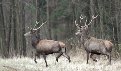 Kovo pradžioje dauguma jaunų elnių dar laksto su ragais